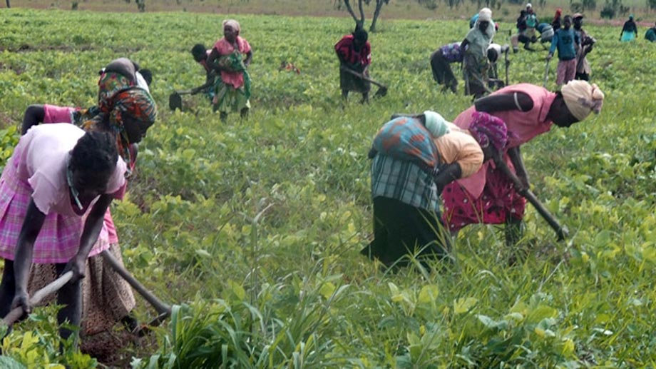 Agricultura y seguridad alimentaria en Angola