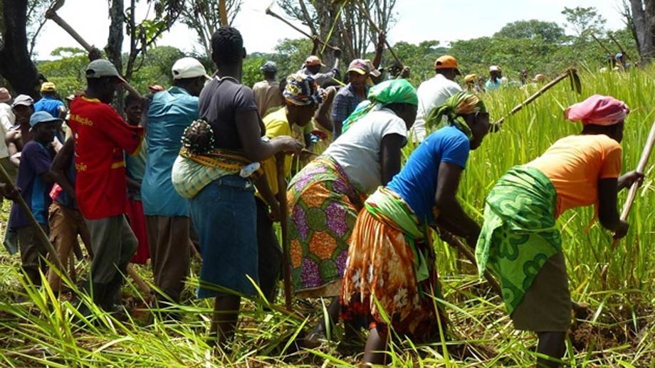 Aumento de los ingresos de pequeños agricultores por medio de la producción de soja